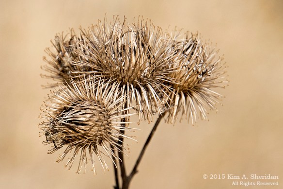 150207_VFAS Mill Grove_5265acs