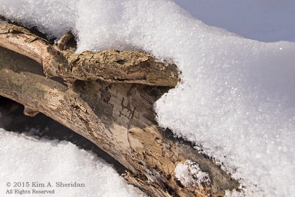150218_Wissahickon In Snow_6924acs