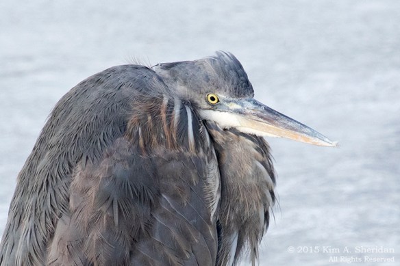 150224_HNWR In Snow_7843acs