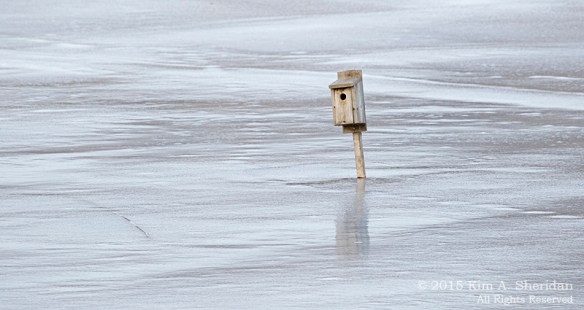 150224_HNWR In Snow_7880acs