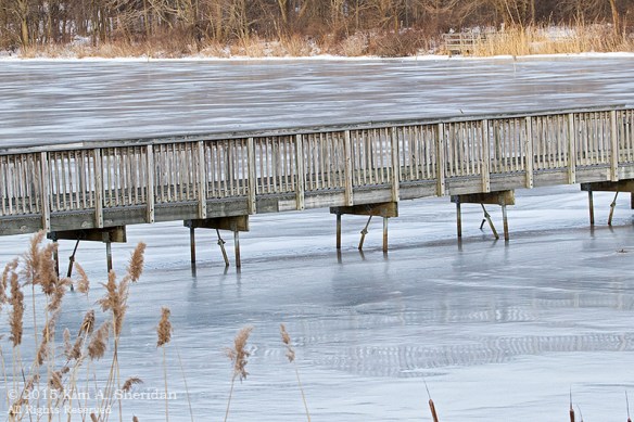 150224_HNWR In Snow_7886acs