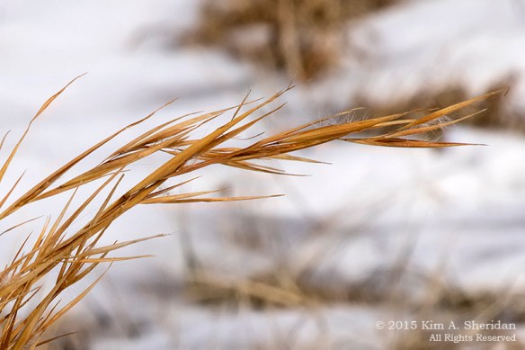 150225_Fox Point Park_7995acs