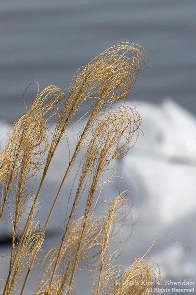 150225_Fox Point Park_8026acs