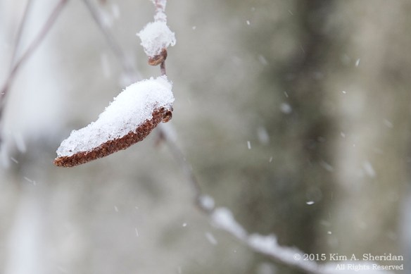 150305_Snow Day at Home_9137acs