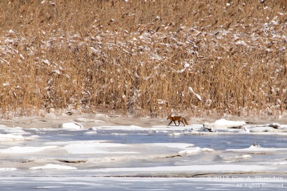 150307_HNWR 420 Snow_9781acs