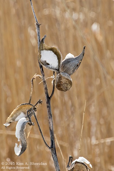 150307_HNWR 420 Snow_9868acs