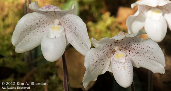 150211_Longwood Orchids_5979acs