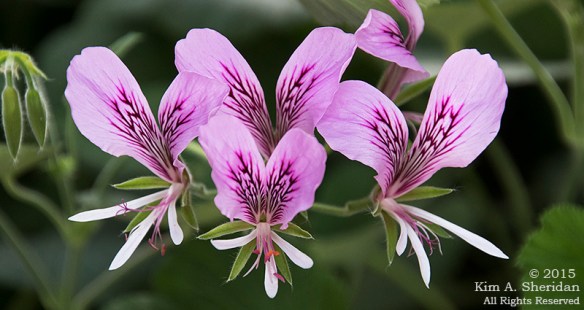 150211_Longwood Orchids_5991a