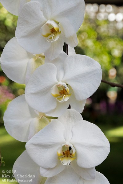 150211_Longwood Orchids_6083acs