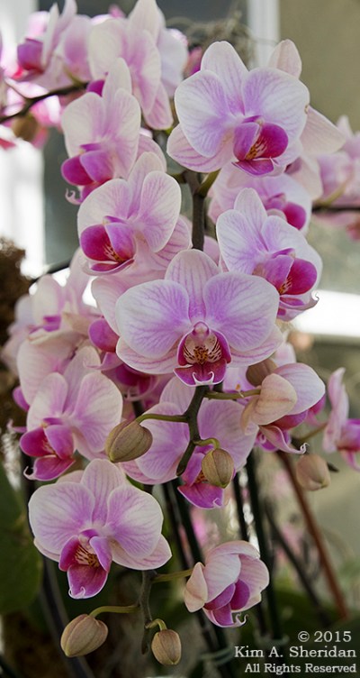 150211_Longwood Orchids_6459acs