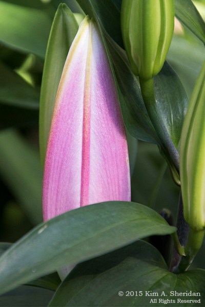 150211_Longwood_5893acs