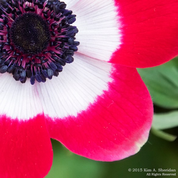 150211_Longwood_5895acs