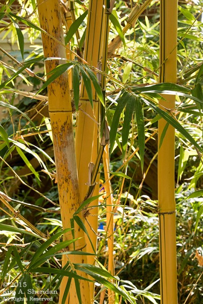 150211_Longwood_6015a