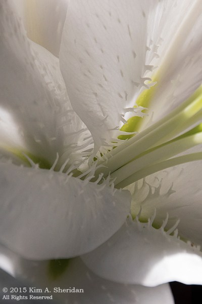 150211_Longwood_6192a