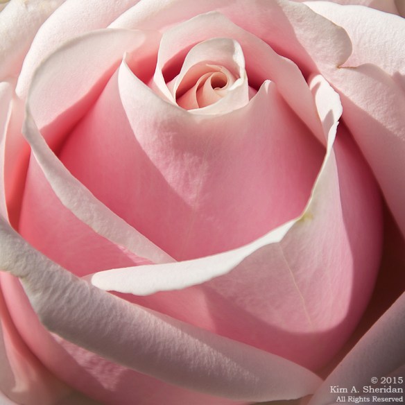 150211_Longwood_6345acs