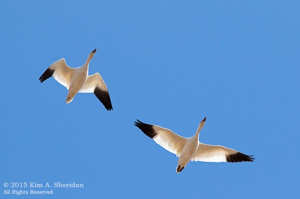 150323_Middle Creek_2249acs