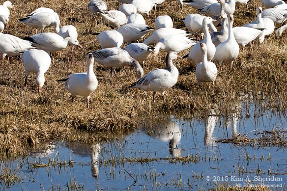 150323_Middle Creek_3020a