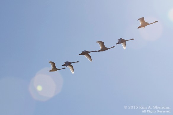 150323_Middle Creek_3065acs