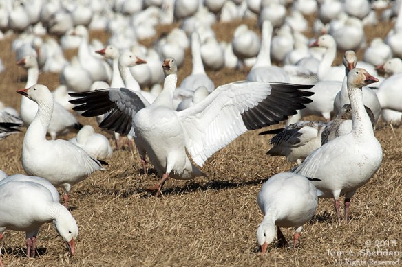 150323_Middle Creek_3124acs