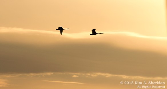 150323_Middle Creek_3409