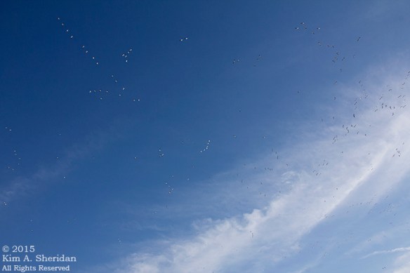 150323_Middle Creek_3964acs