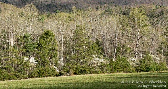 150413_TN GSMNP Cades Cove_4146a