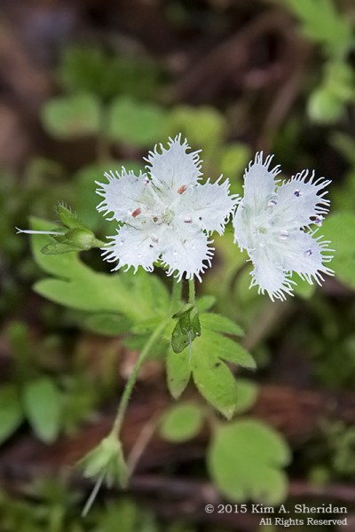 Day 7: Wildflowers along Newfound Gap Road, Great Smoky Mountains National Park