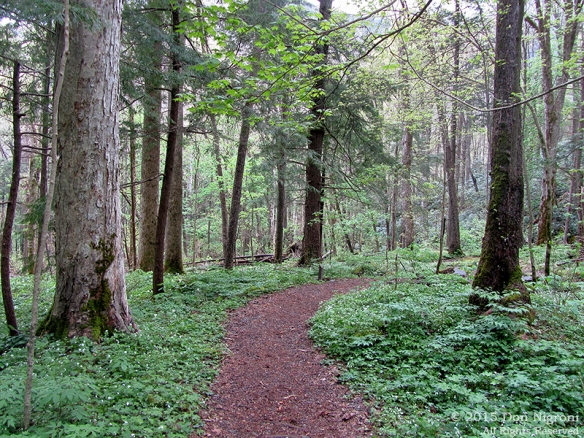 The Cove Hardwood Nature Trail.  Photo by Don Nigroni.