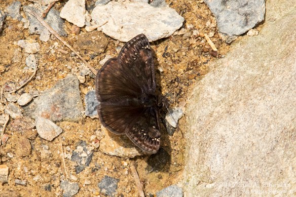 150412_TN GSMNP_3929acs