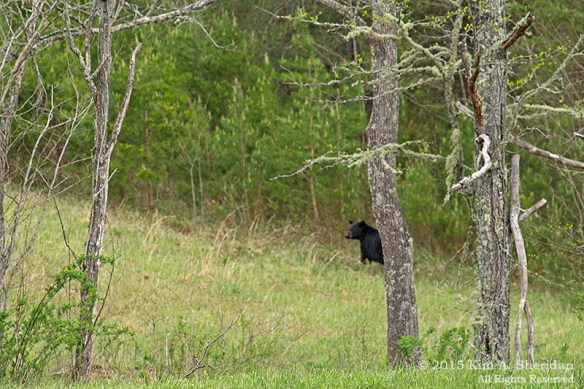 150413_TN GSMNP Cades Cove Bear_4108acs