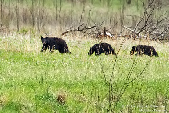 150413_TN GSMNP Cades Cove Bears_4163 acs2