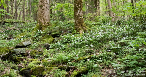 Old trees float on a sea of wildflowers, Cove Hardwood Nature Trail, Great Smoky Mountains National Park.