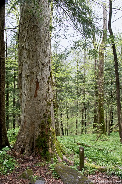 Yellow buckeye tree, Cove Hardwood Nature Trail.