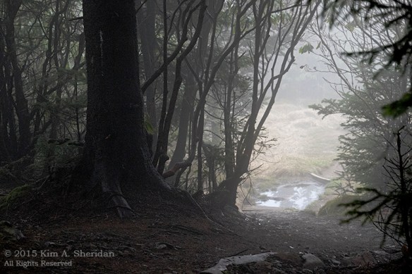 Spruce-fir forest on the Forney Ridge Trail.