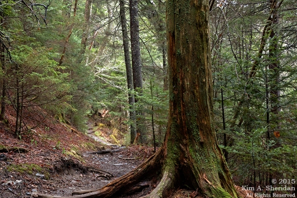 Spruce-fir forest along the Appalachian Trail.
