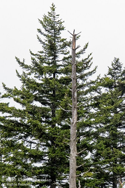 Living and skeletal Fraser fir on Clingman's Dome.
