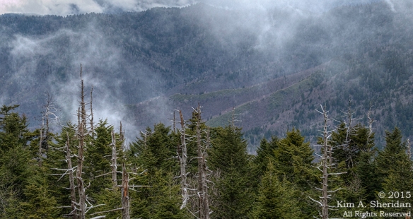 Fraser firs on Clingman's Dome.