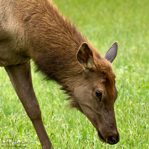 150417_NC GSMNP Oconaluftee Elk_4403a