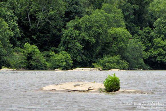 150417_PA Susquehanna Conowingo Pool_0219acs