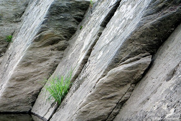 150417_PA Susquehanna Conowingo Pool_0444acs