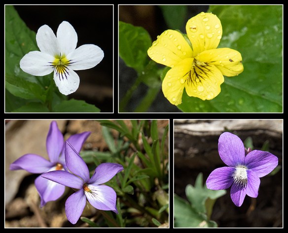 Not all violets are purple. Clockwise, from top left: Canadian Violet, Early Yellow Violet, Woolly Blue Violet, Bird's Foot Violet.
