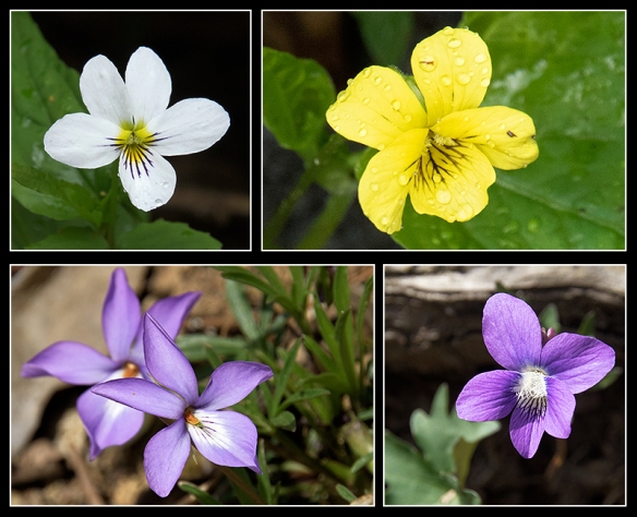 Not all violets are purple. Clockwise, from top left: Canadian Violet, Early Yellow Violet, Woolly Blue Violet, Bird's Foot Violet.