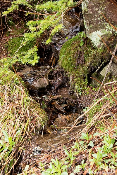 150417_NC GSMNP Andrews Bald_5441acs