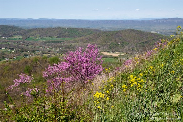 150422_VA SNP Skyline Drive_6544acs