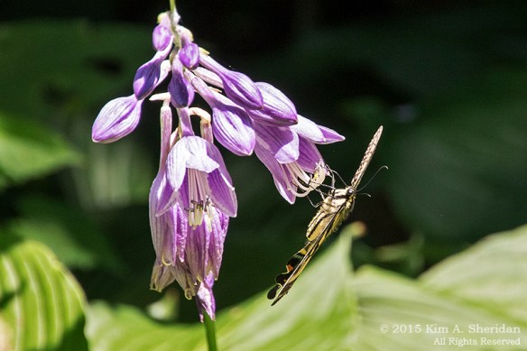 150711_PA Nockamixon Cliffs_1293acs