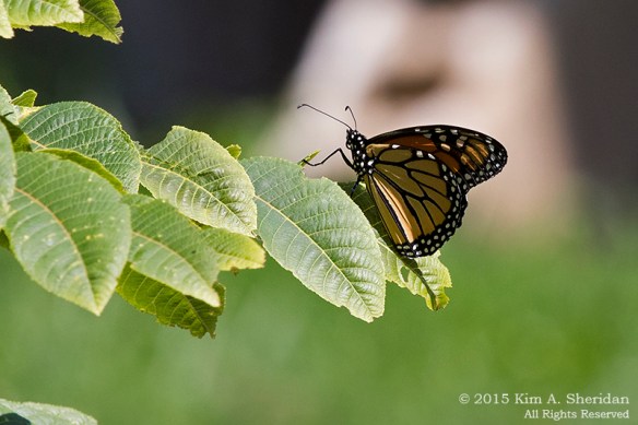 150722_DE Bombay Hook_1761a