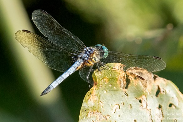 150804_PA HNWR Dragonfly_3428acs