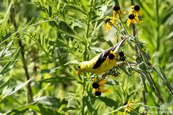 Goldfinch, John Heinz NWR