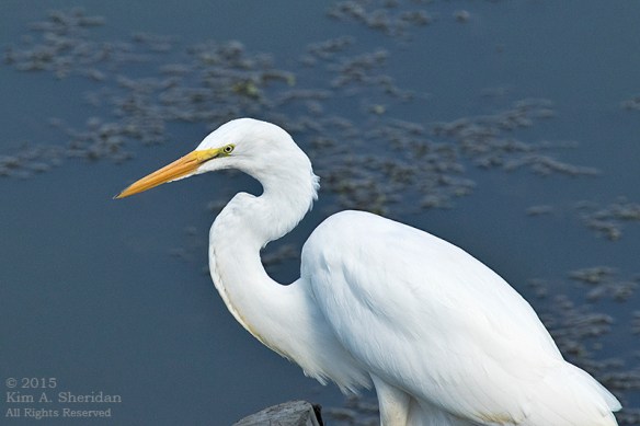 150804_PA HNWR Great Egret_3208 acs