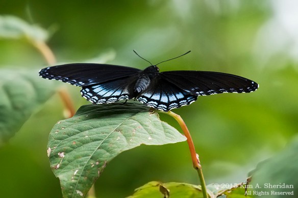 150809_NJ Palmyra Cove_3502acs